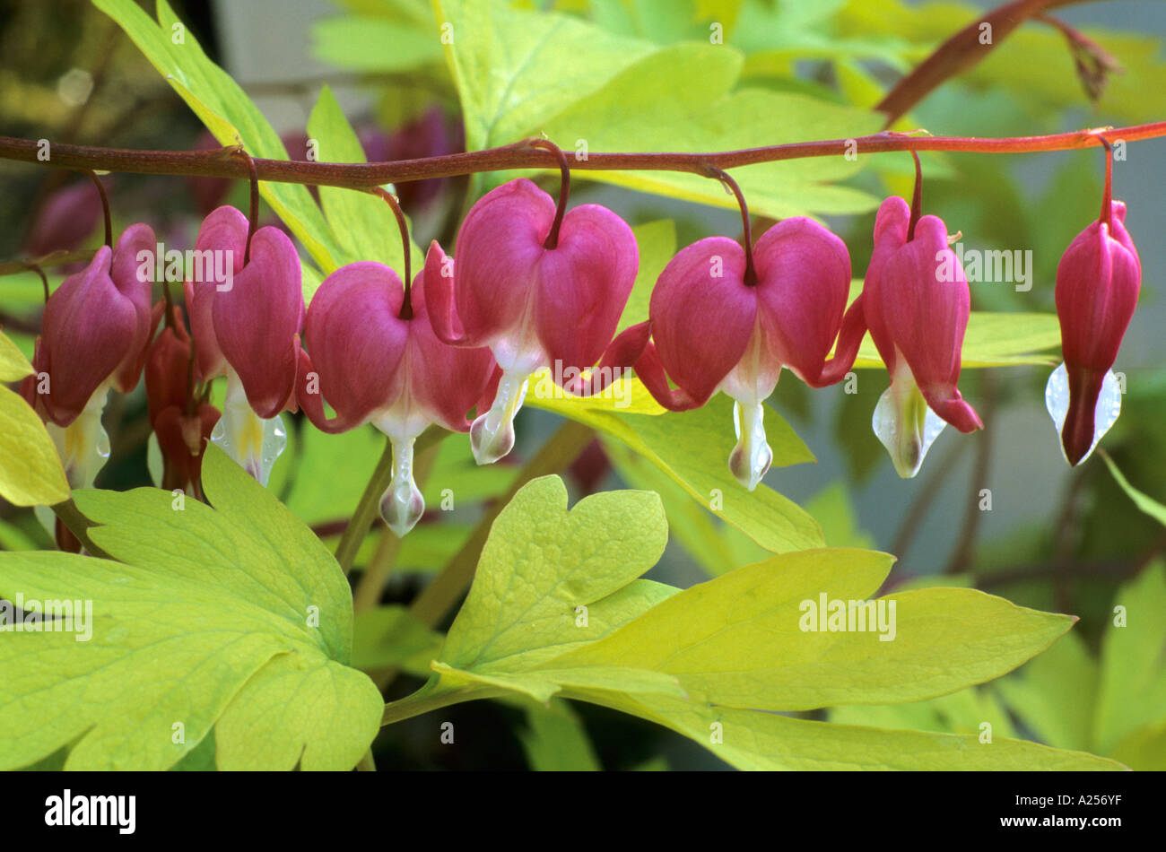 Dicentra spectabilis 'Gold Heart' Stock Photo Alamy