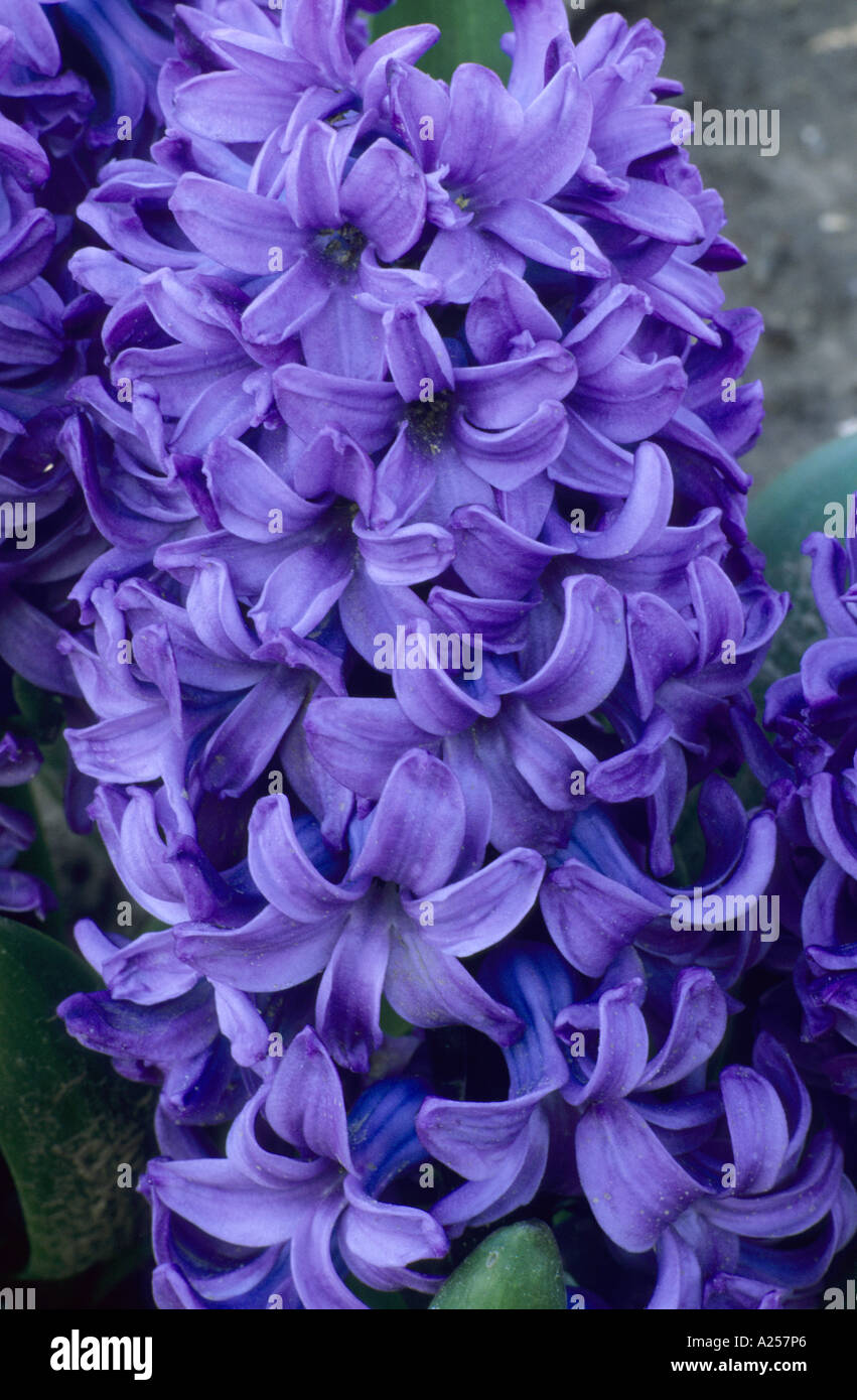 Delft blue hyacinth hi-res stock photography and images - Alamy