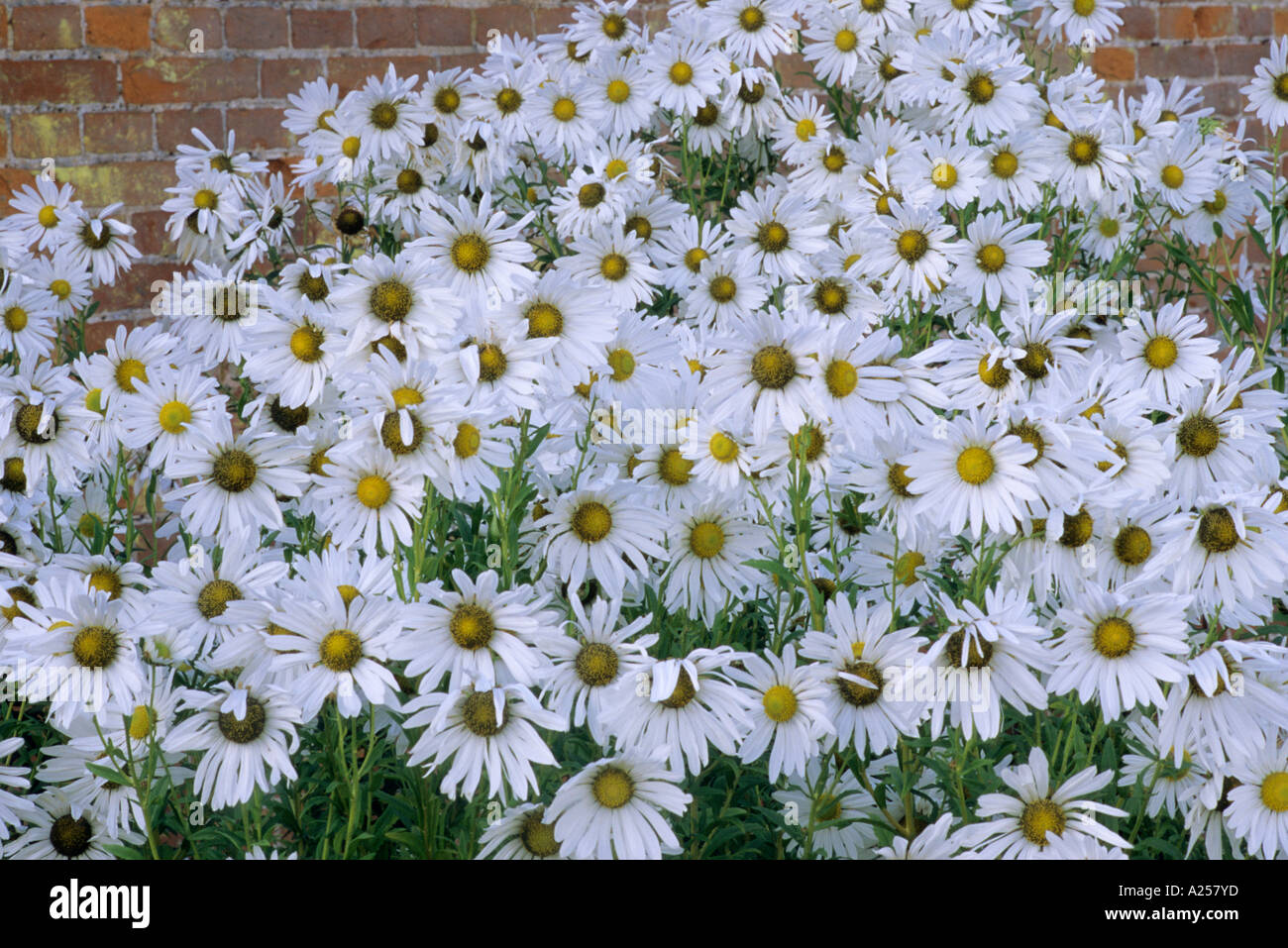 Leucanthemella serotina syn Chrysanthemum uliginosum Stock Photo