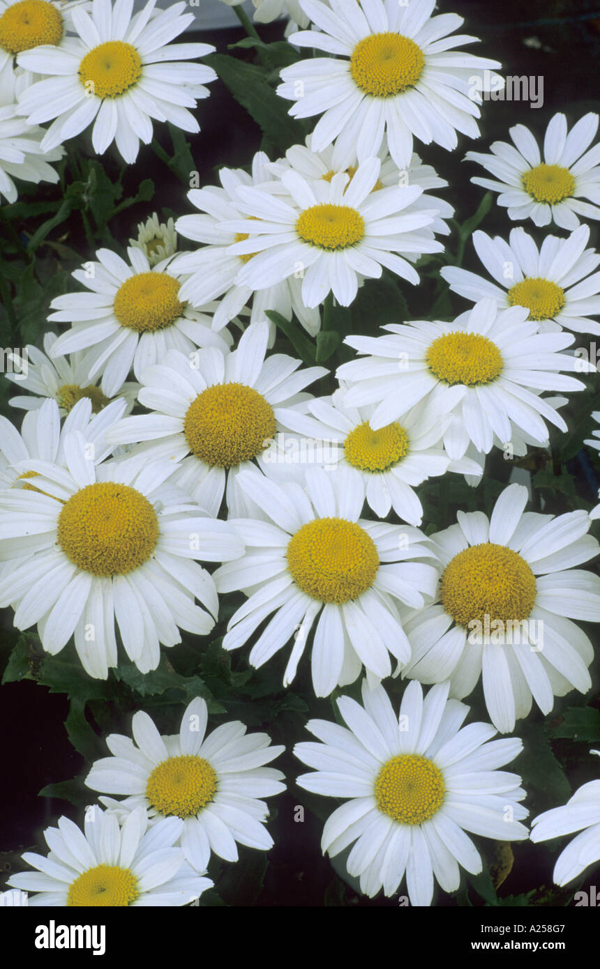Leucanthemum x superbum 'Snowcap' Stock Photo