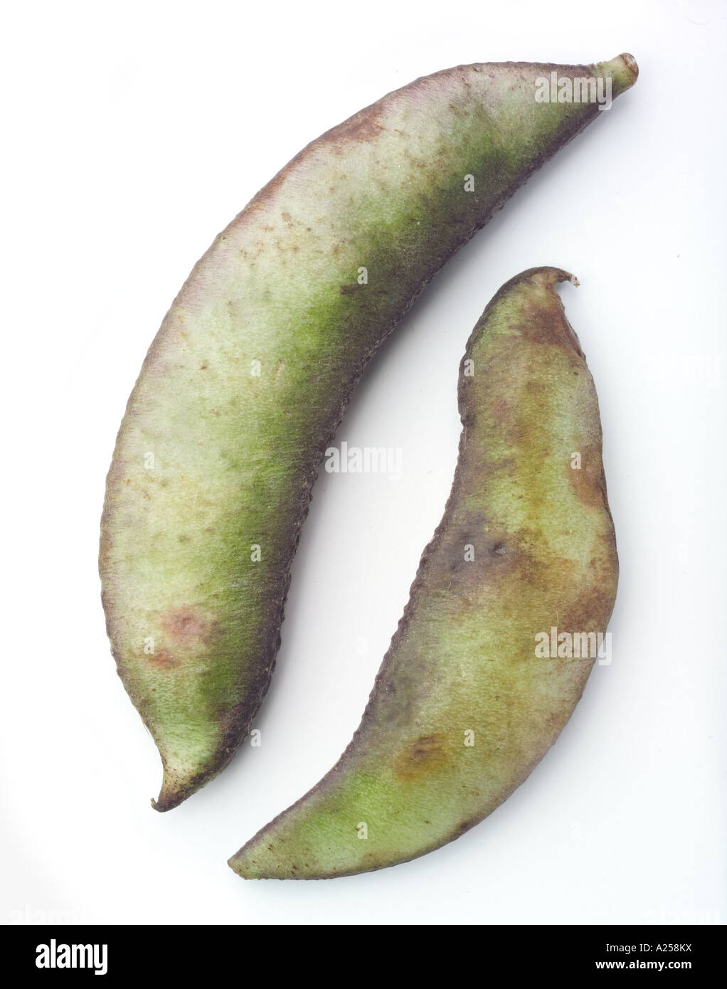 beans called seem in bangladeshi Stock Photo