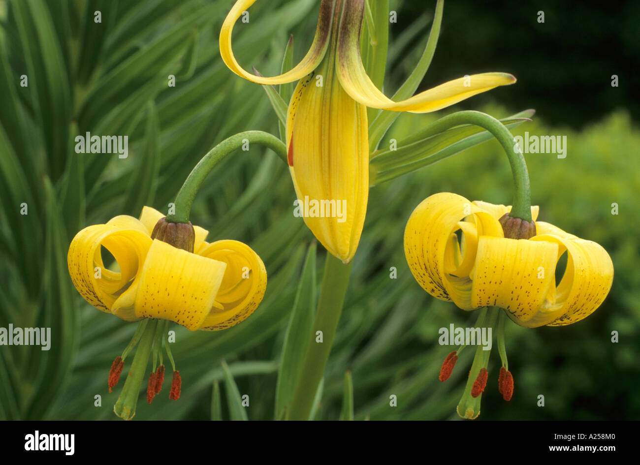 Lilium 'Amber Gold', yellow flower lily, nodding turkscap, garden plant, horticulture, fragrant lillies lilies Stock Photo