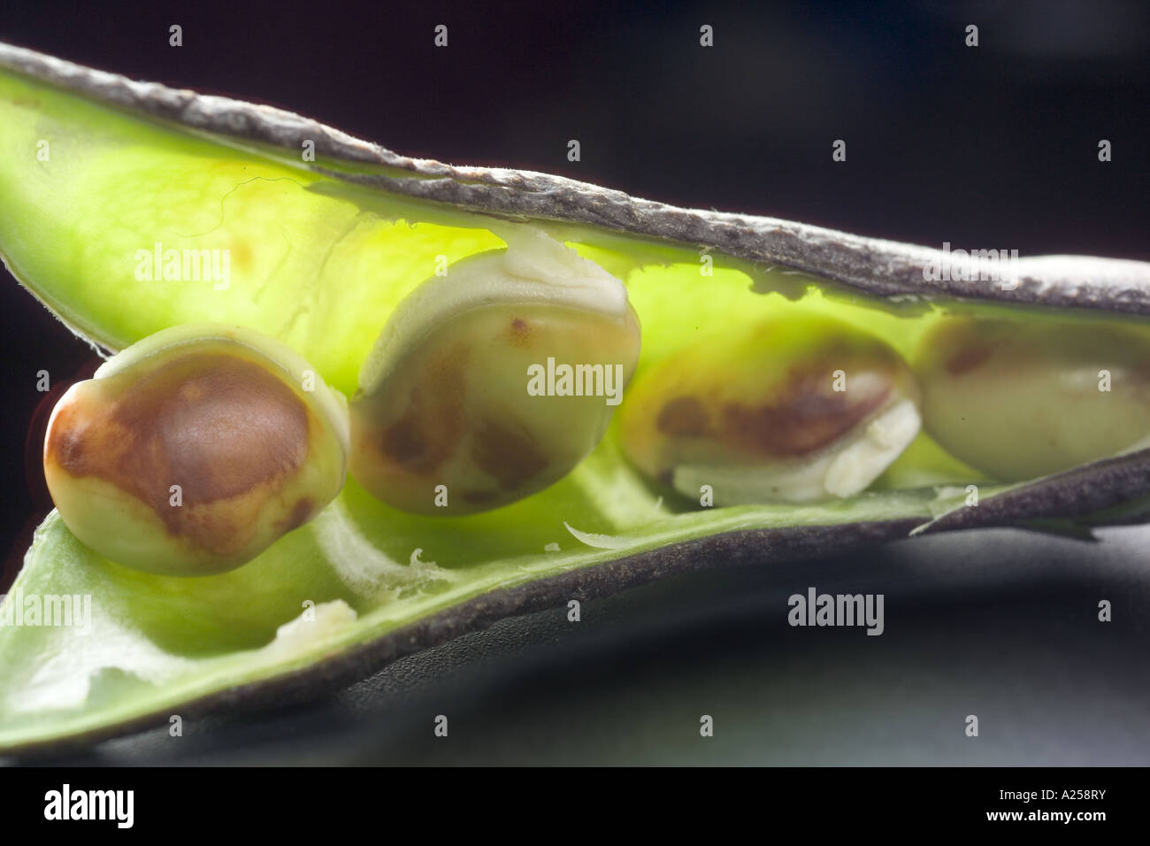 close up of Bangladeshi bean pod SEEM Stock Photo