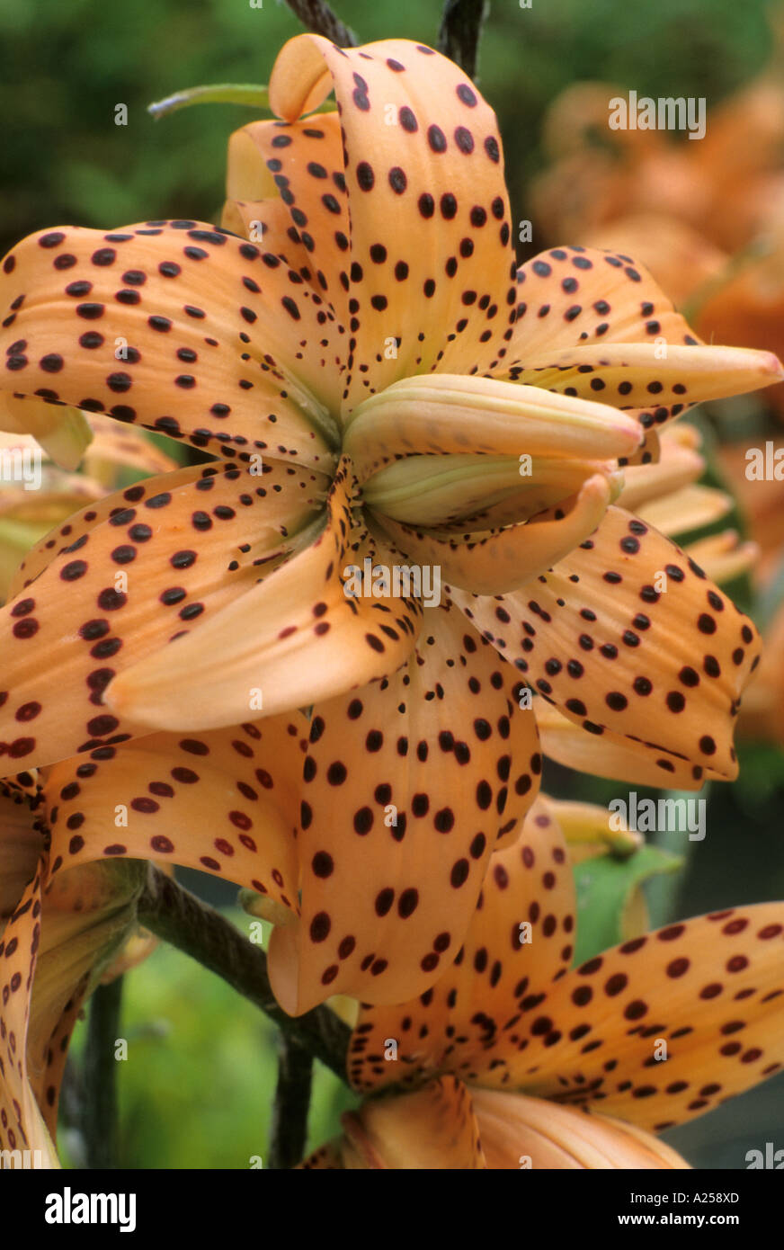 Lilium lancifolium, Lilium tigrinum, Tiger Lily, turkscap orange flower, spotted, bulb, garden plant, horticulture fragrant Stock Photo