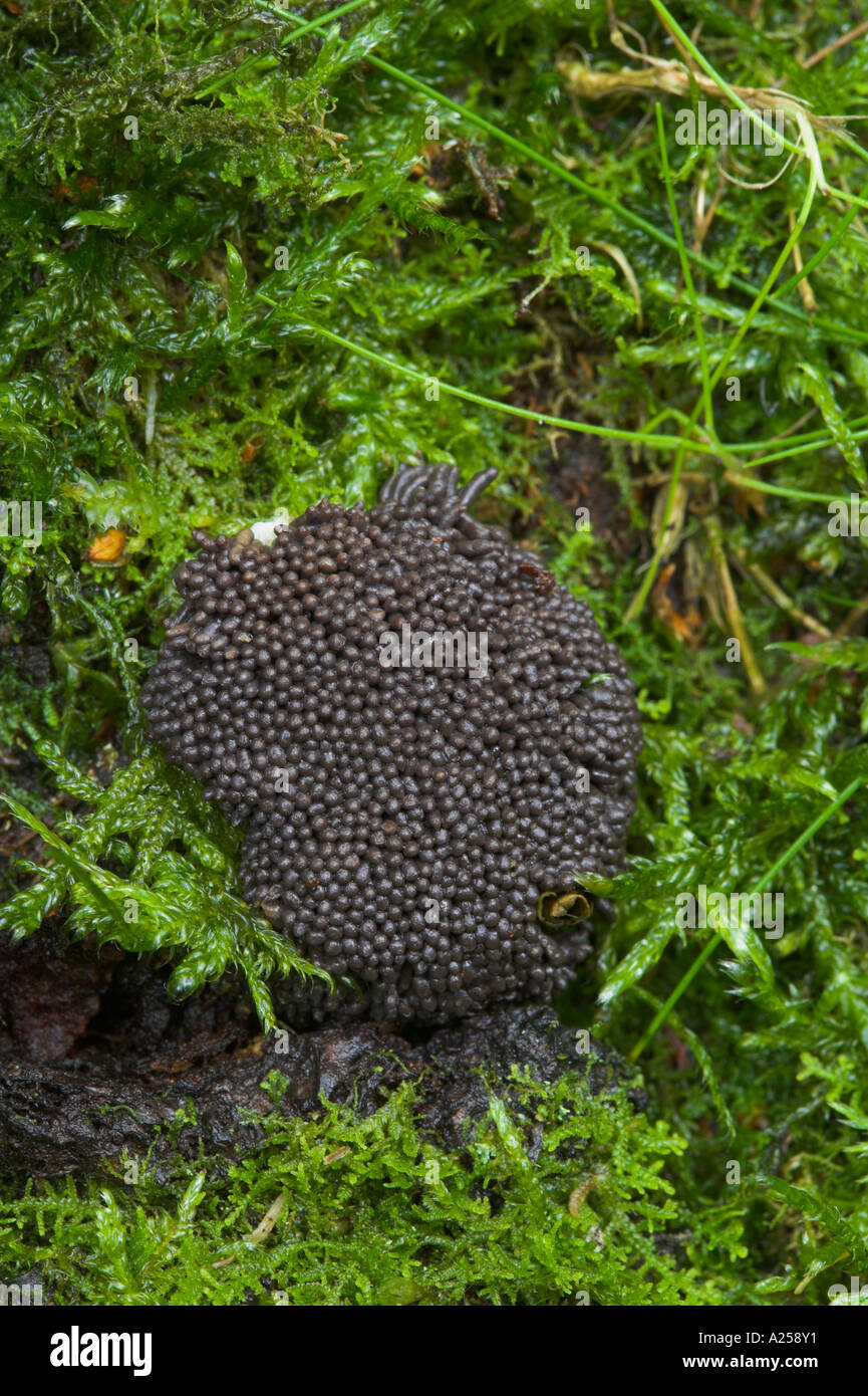 Tubifera ferruginosa Sporangia on dead moss covered wood Lancashire UK Stock Photo