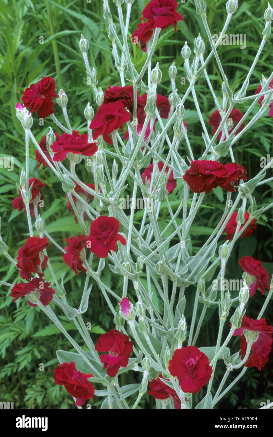 Lychnis coronaria 'Gardeners World' ,crimson flowers, flower garden
