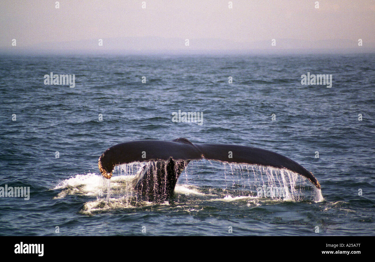 Cetacean (Baleen Whale) Diving for Food Stock Photo