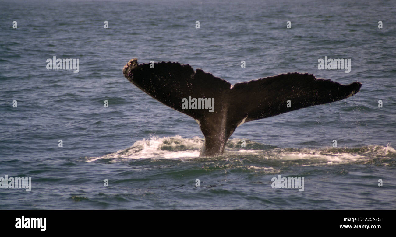 Cetacean (Baleen Whale) diving for food. Stock Photo