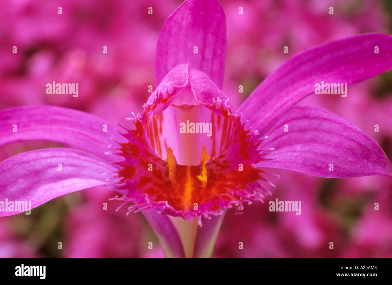 Pleione stromboli, orchid Stock Photo