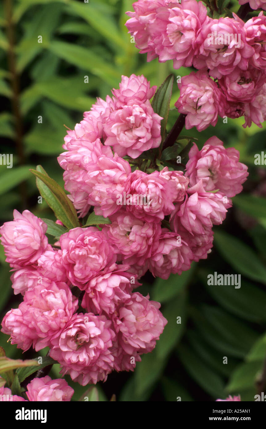 Prunus glandulosa 'Rosea Plena', Prunus glandulosa 'Sinensis', double pink flowers, Spring blossom, garden plant, horticulture Stock Photo