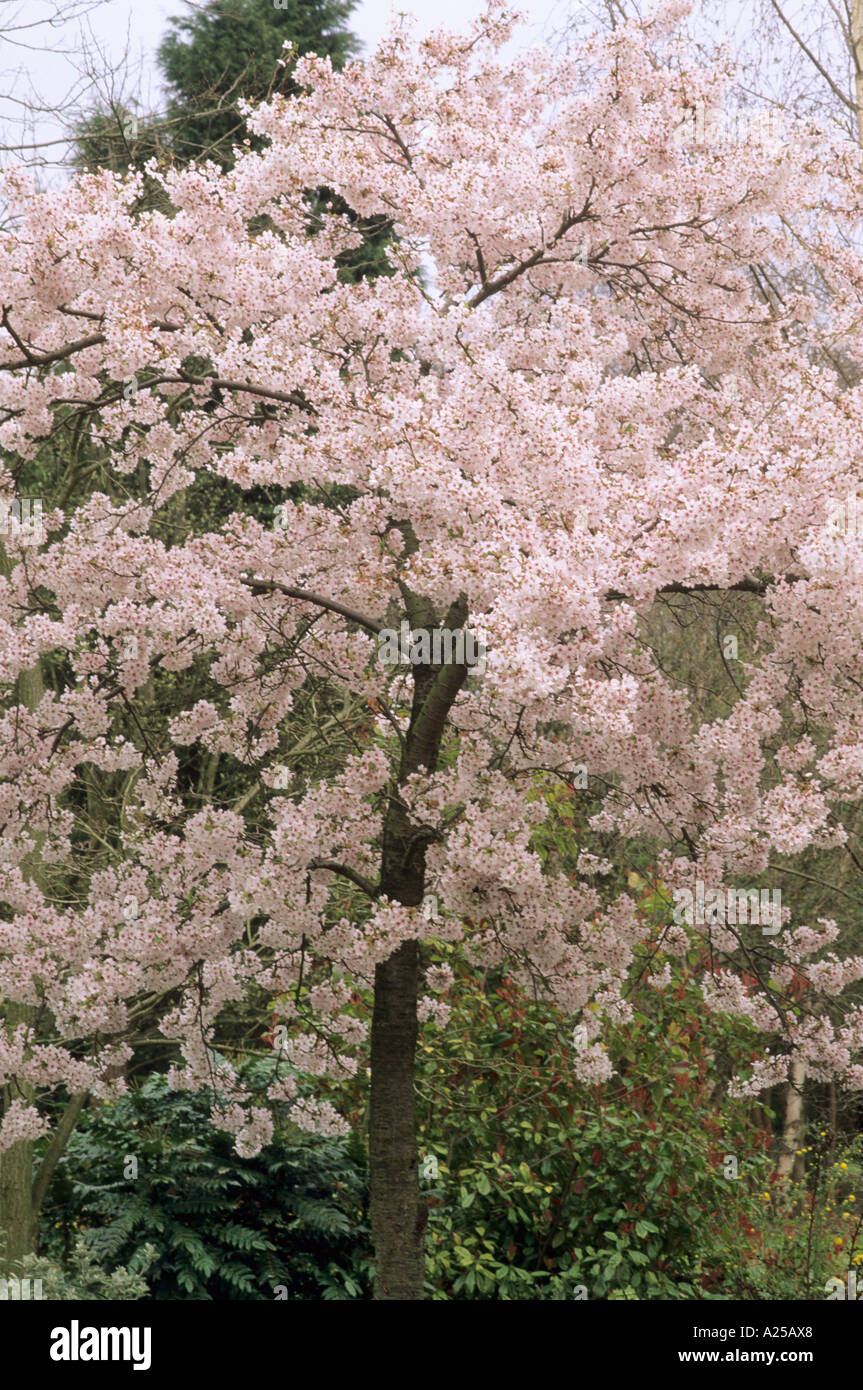 Prunus x yedoensis Stock Photo - Alamy