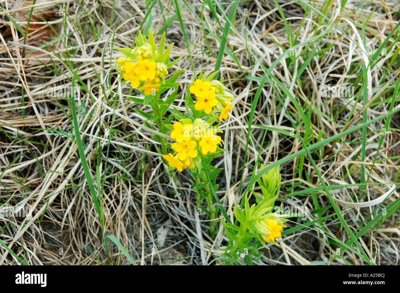 Marsh Marigold flower Stock Photo Alamy