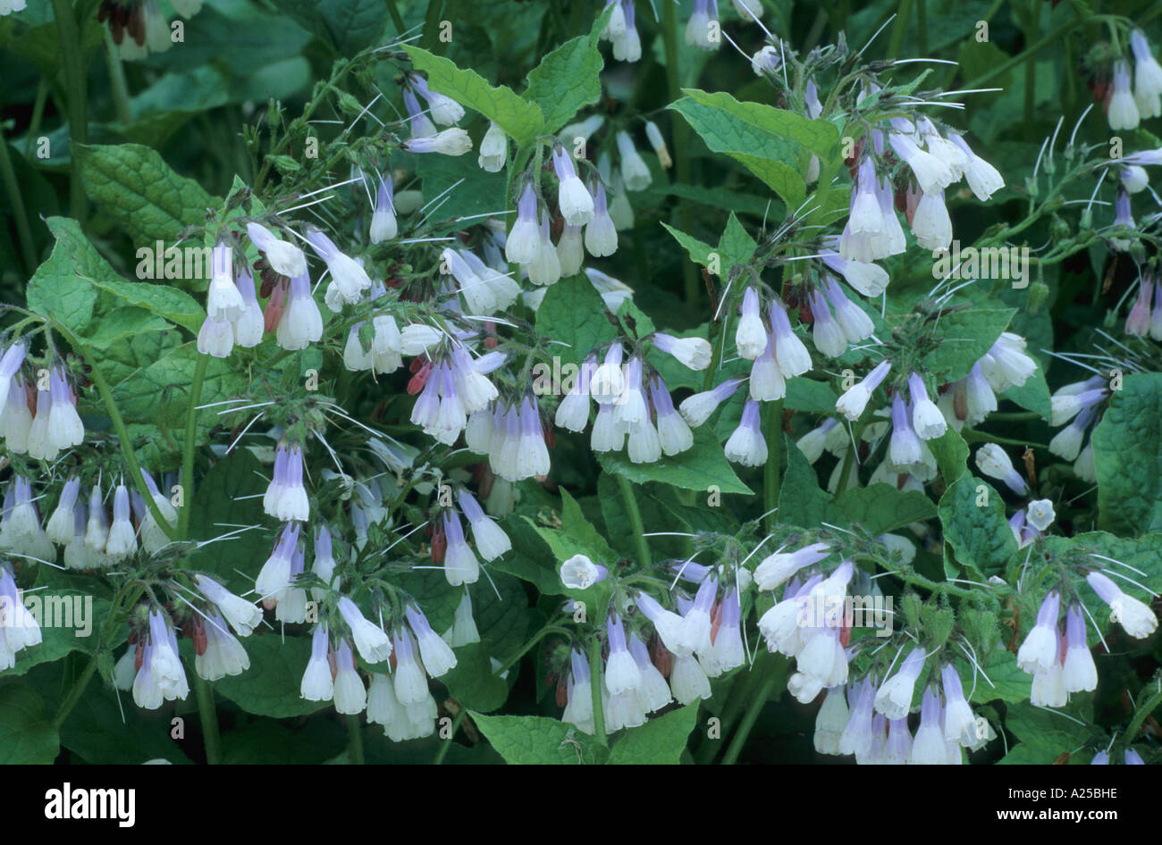 Symphytum 'Hidcote Blue' Stock Photo