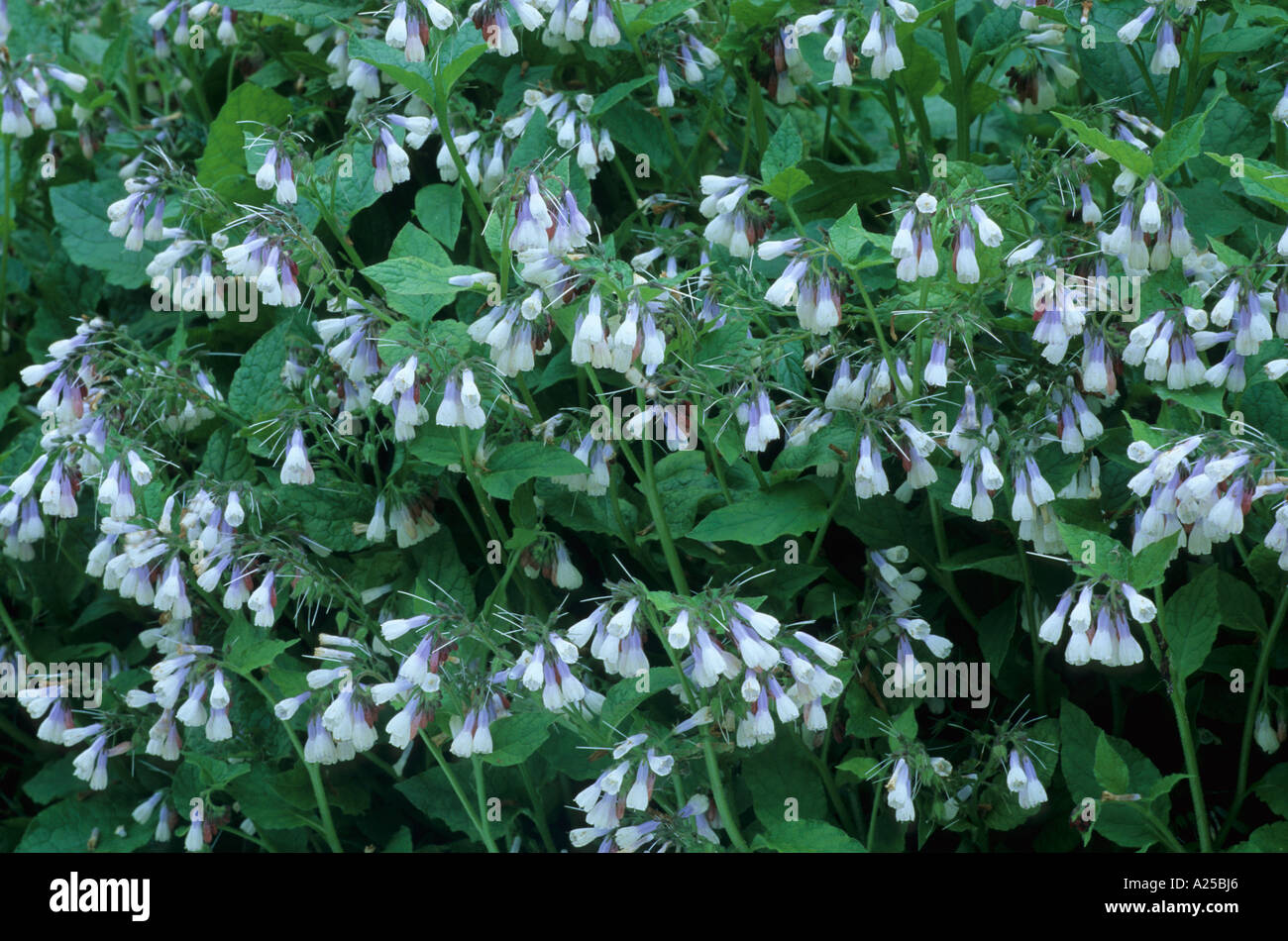 Symphytum 'Hidcote Blue' Stock Photo