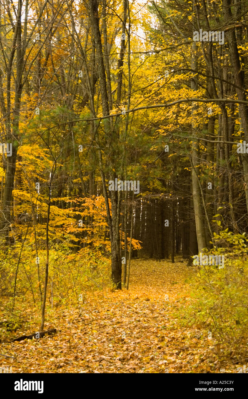 Path through a forest in autumn Stock Photo