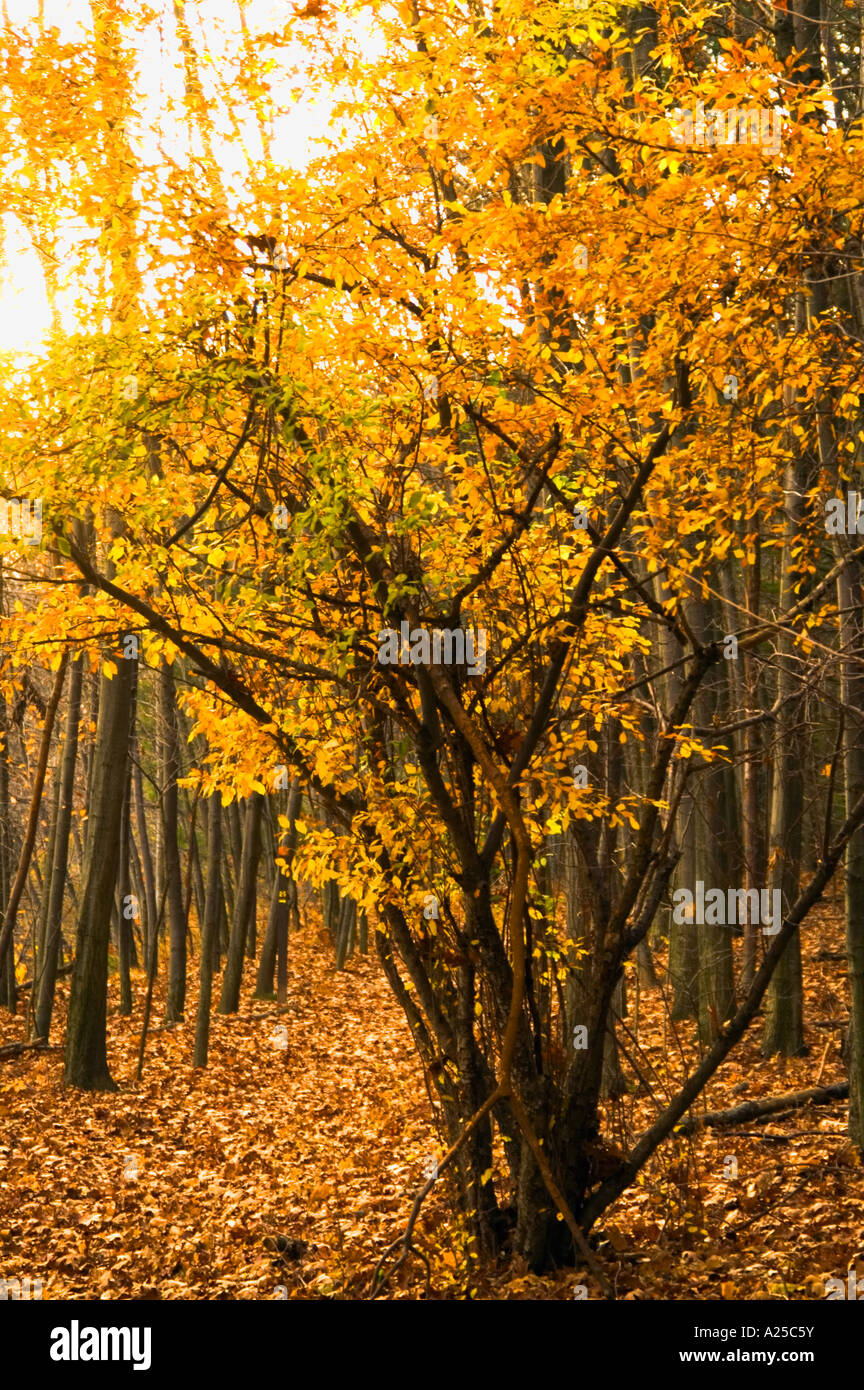 Yellow and russet leaves with just a touch of green. Stock Photo