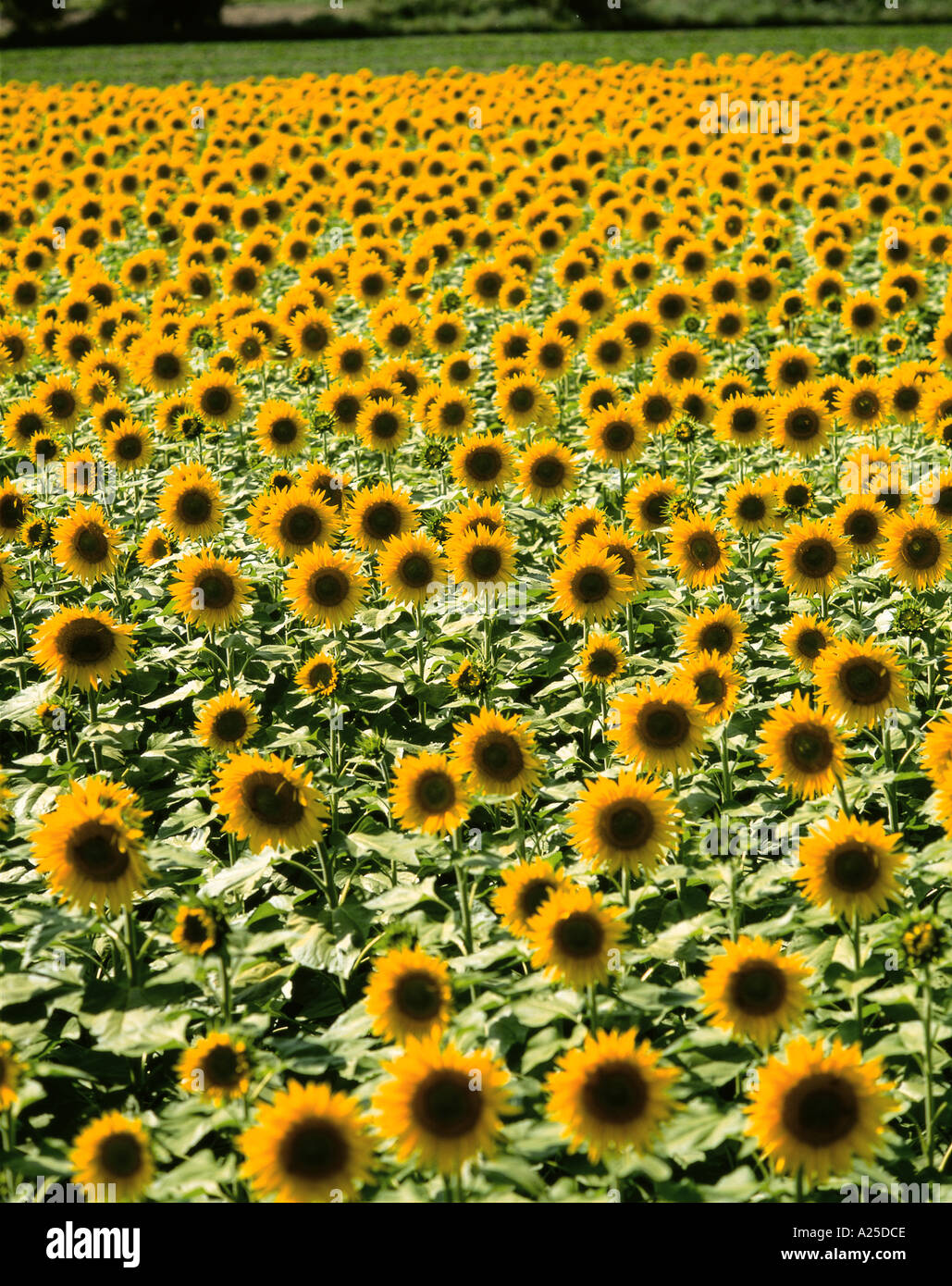 FIELD OF SUNFLOWERS IN FULL BLOOM Stock Photo - Alamy