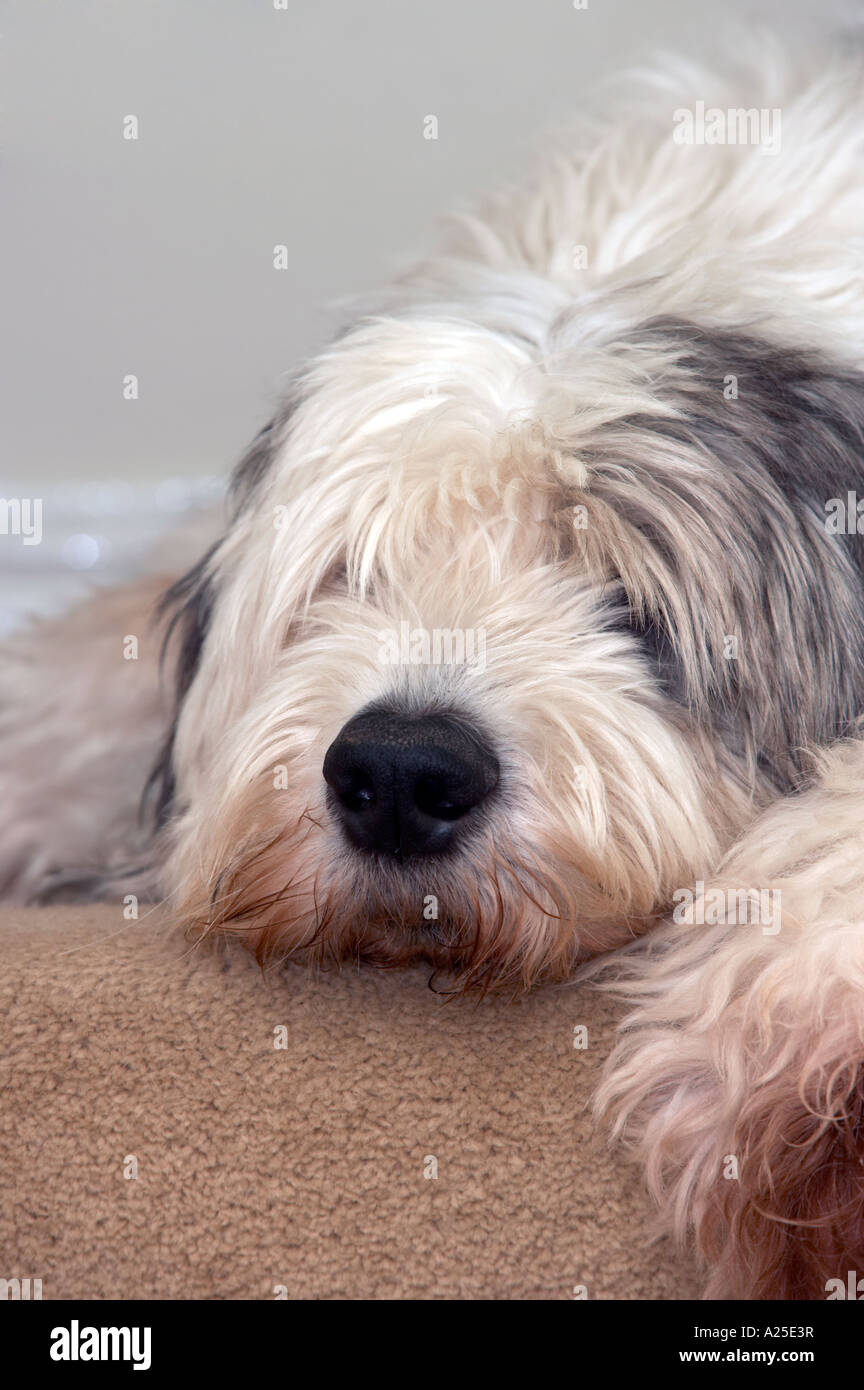 Bobtail Dog Lying Comfortably On The Grass Stock Photo - Download Image Now  - Old English Sheepdog, Dog, Animal - iStock