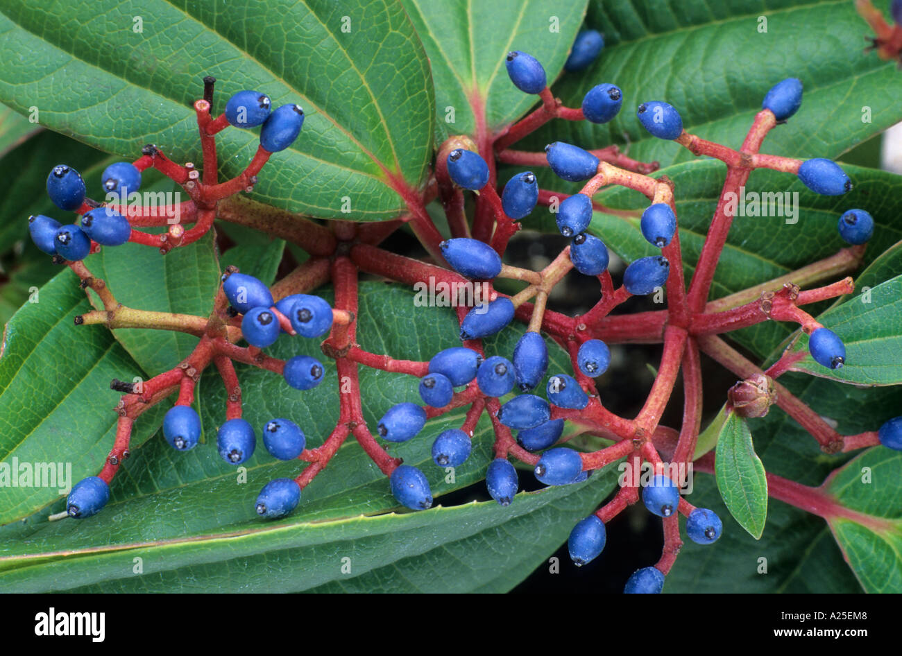 Viburnum davidii ,blue berries, winter spring, fruits, garden plant