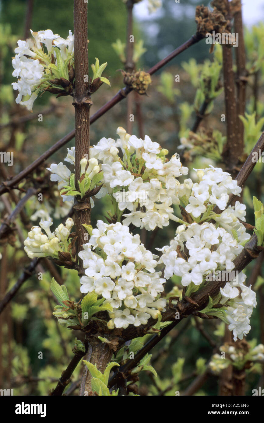 Viburnum farreri 'Candidissimum' white fragrant Spring flower, garden