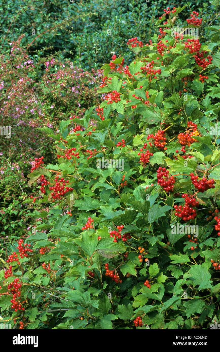 Viburnum opulus Compactum in border red autumn berries, garden plant, fruits, horticulture viburnums Stock Photo