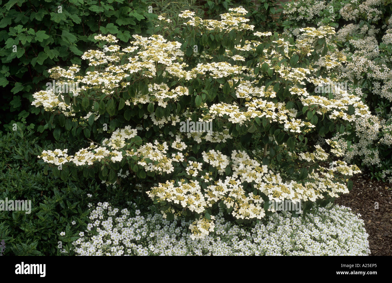 Viburnum plicatum 'Nanum semperflorens', Arenaria montana Stock Photo