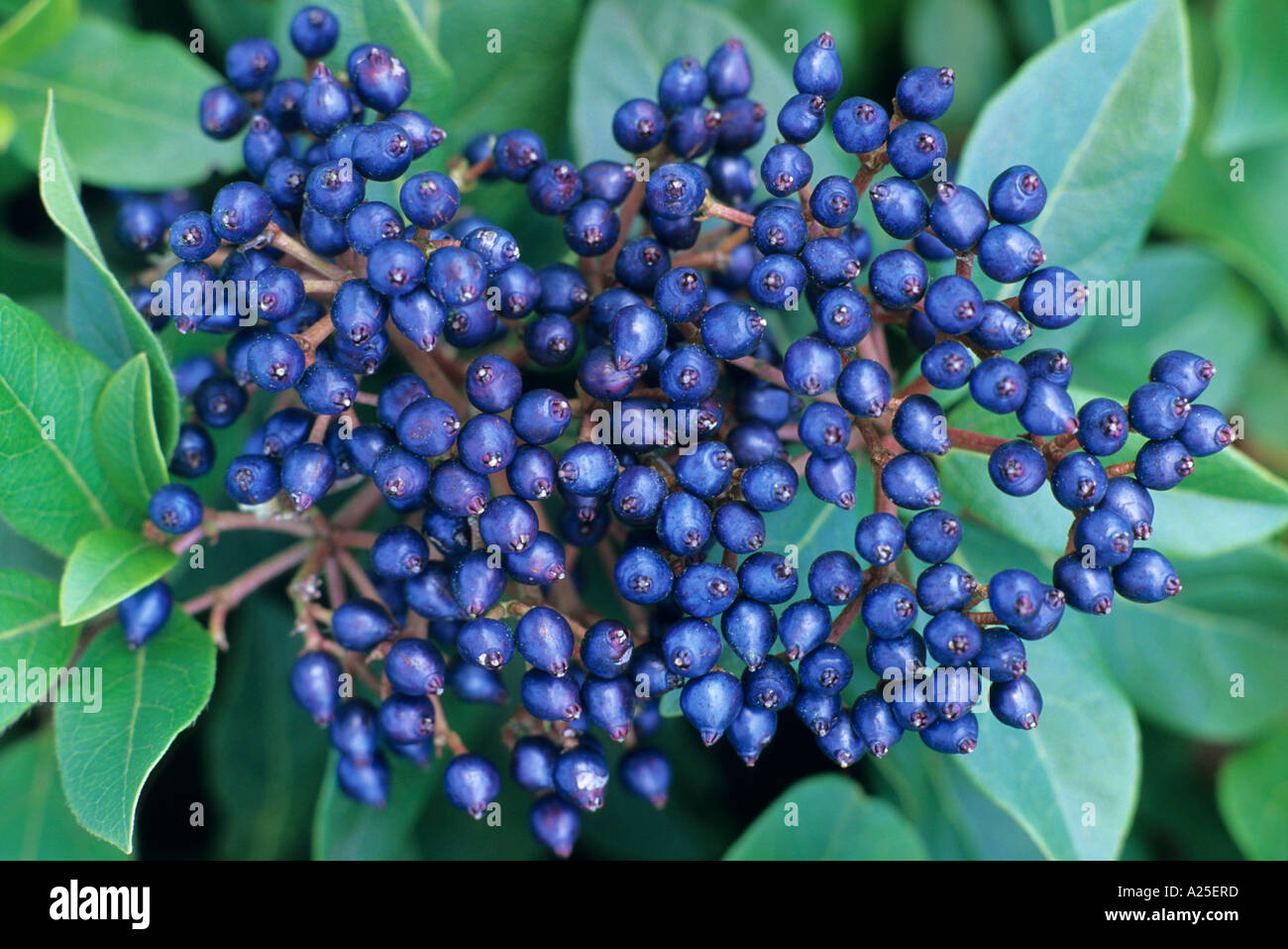 Viburnum tinus 'Gwenllian', garden plant horticulture, blue berries, fruits, Autumn viburnums