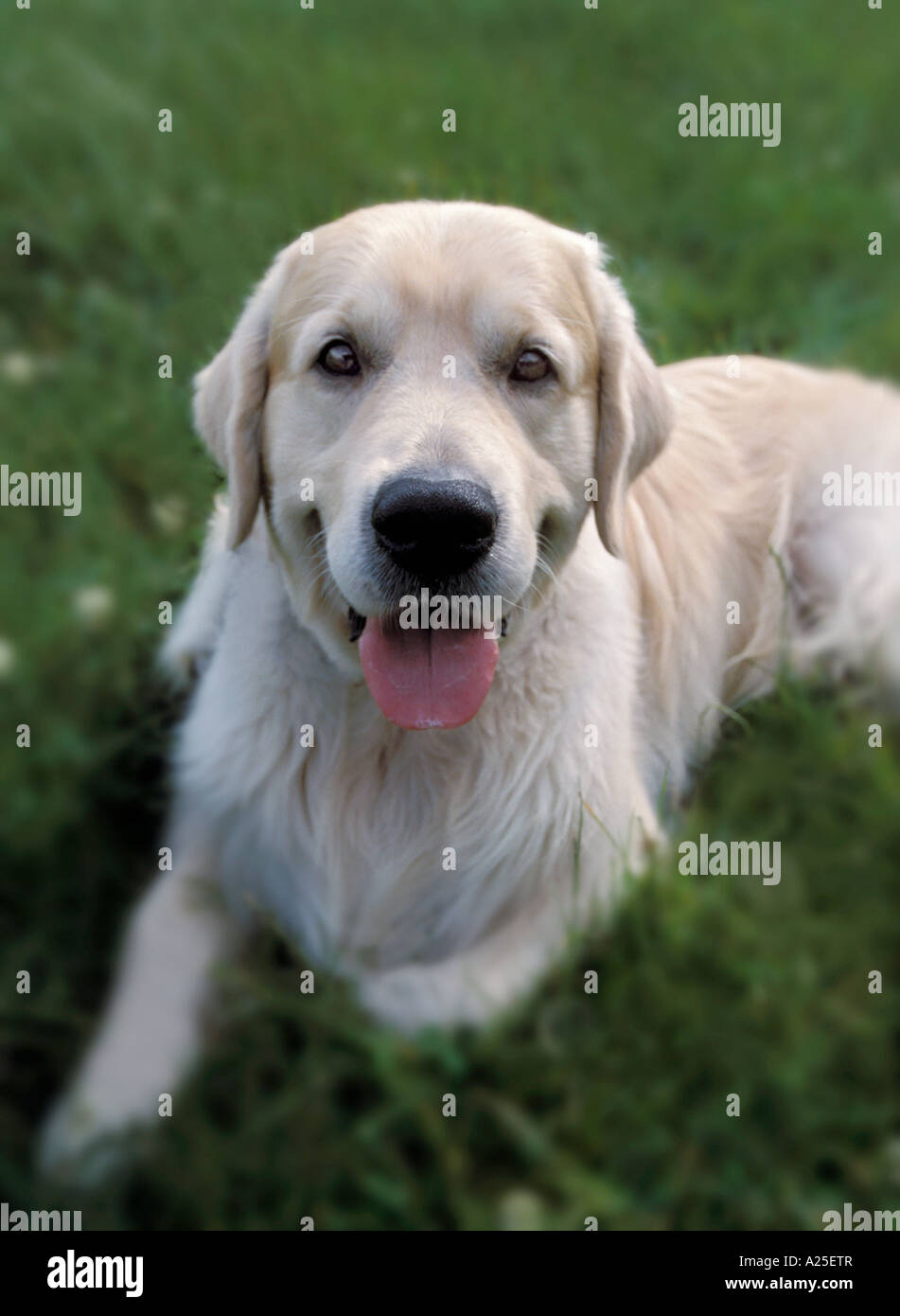 Golden retriever lying on grass hi-res stock photography and images - Alamy