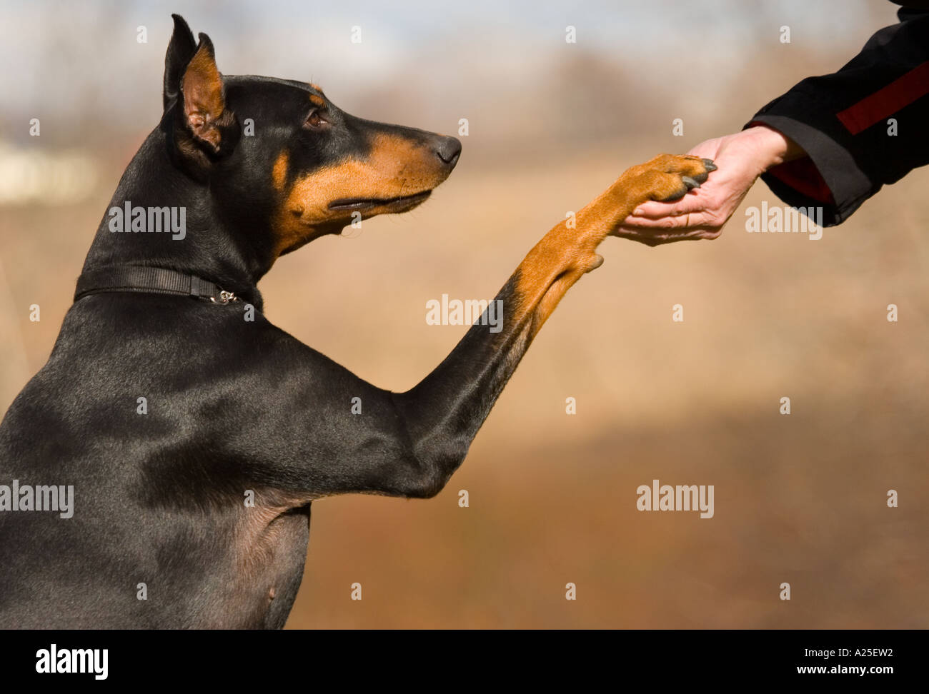 Dog Quivering Front Legs Clipart