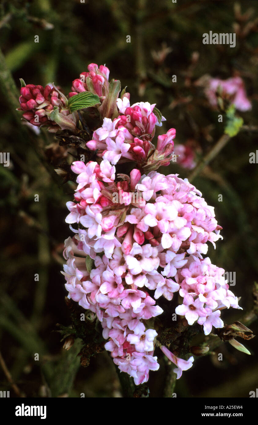 Viburnum x bodnantense, pink fragrant flowers, garden plant