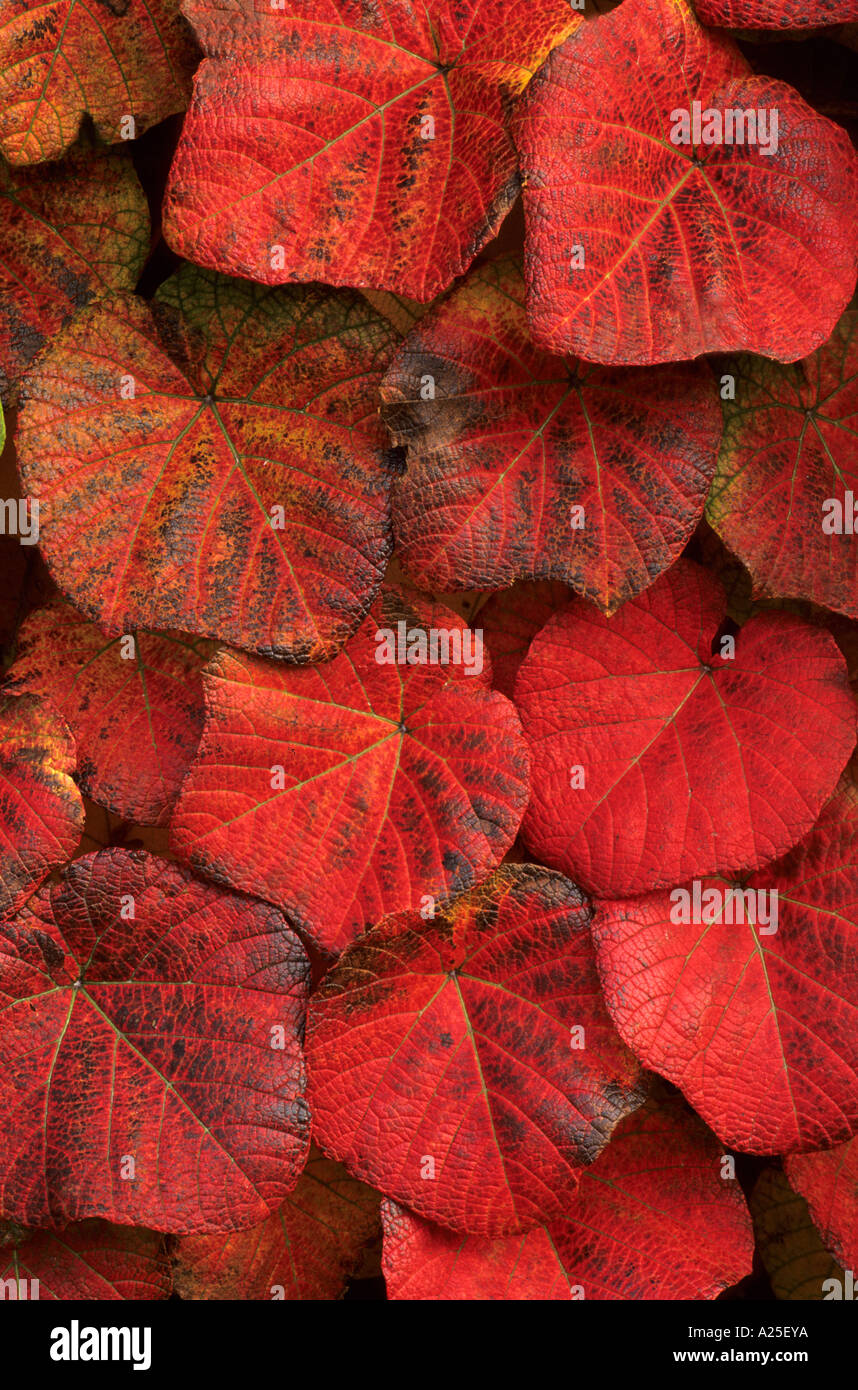 Vitis coignetiae Stock Photo