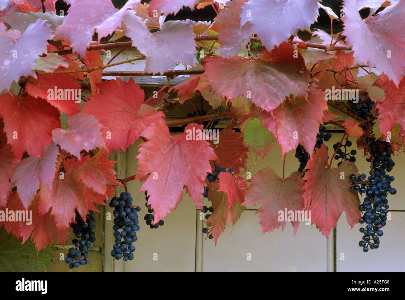 Vitis vinifera Purpurea with Grapes, vine, red autumn leaves, climbing garden plant, climber, wall horticulture grape grapes Stock Photo