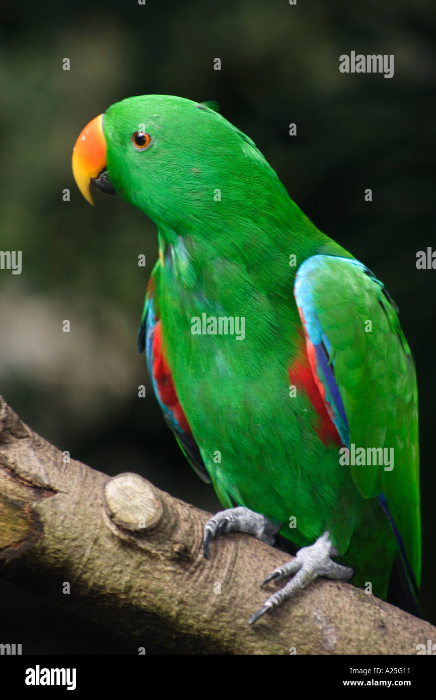 Rosella parrot deals