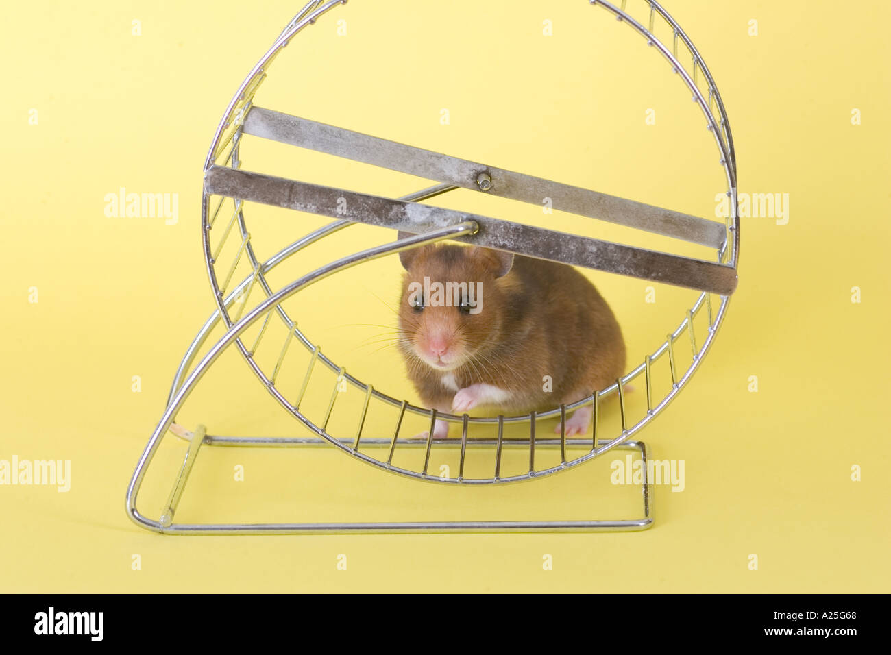 Hamster and Hamster Wheel on Yellow Background Stock Photo Alamy