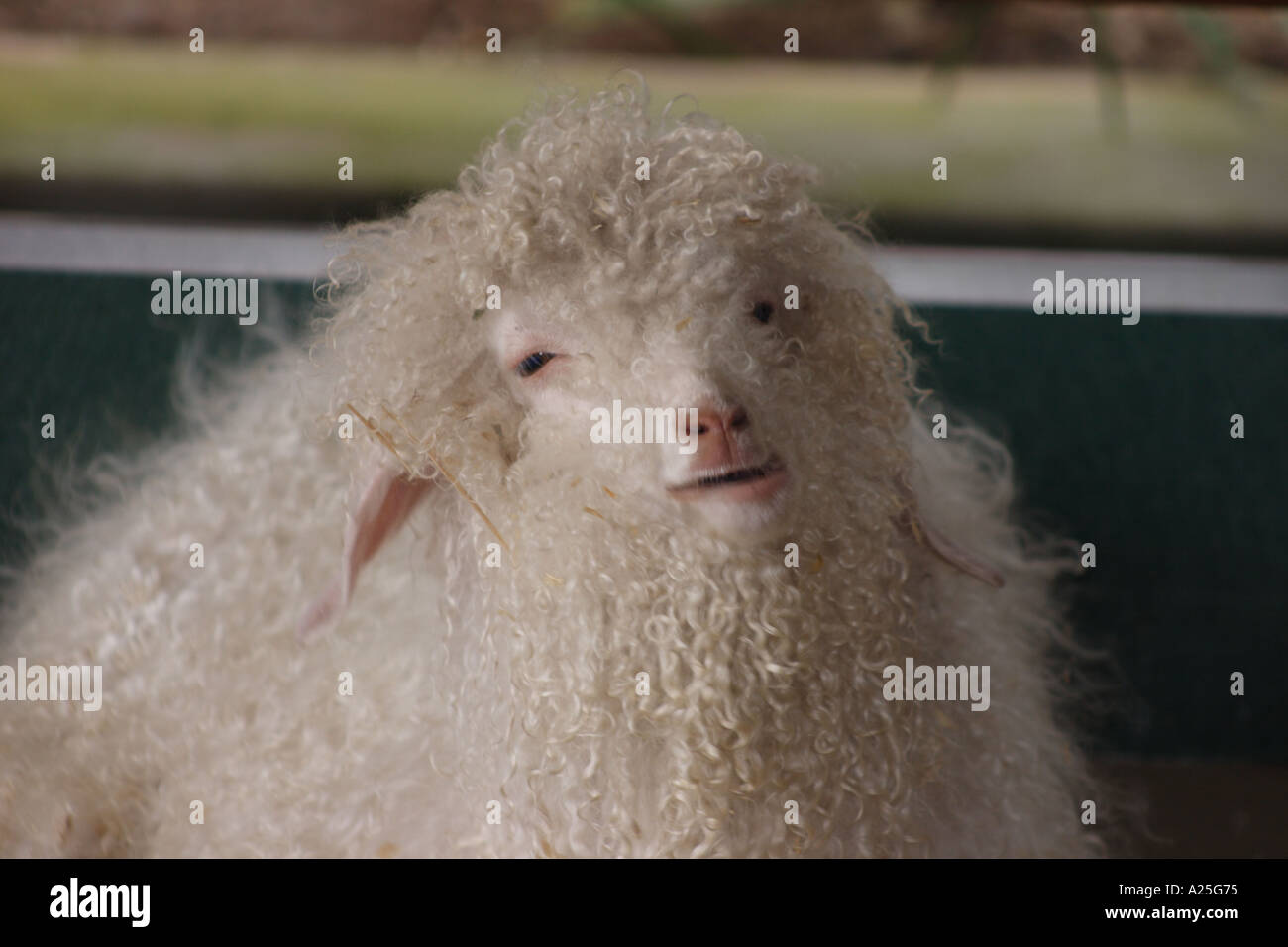 ANGORA GOAT QUEENSLAND AUSTRALIA Stock Photo Alamy