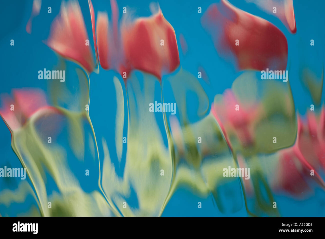 Spring Tulip Abstract impression Stock Photo