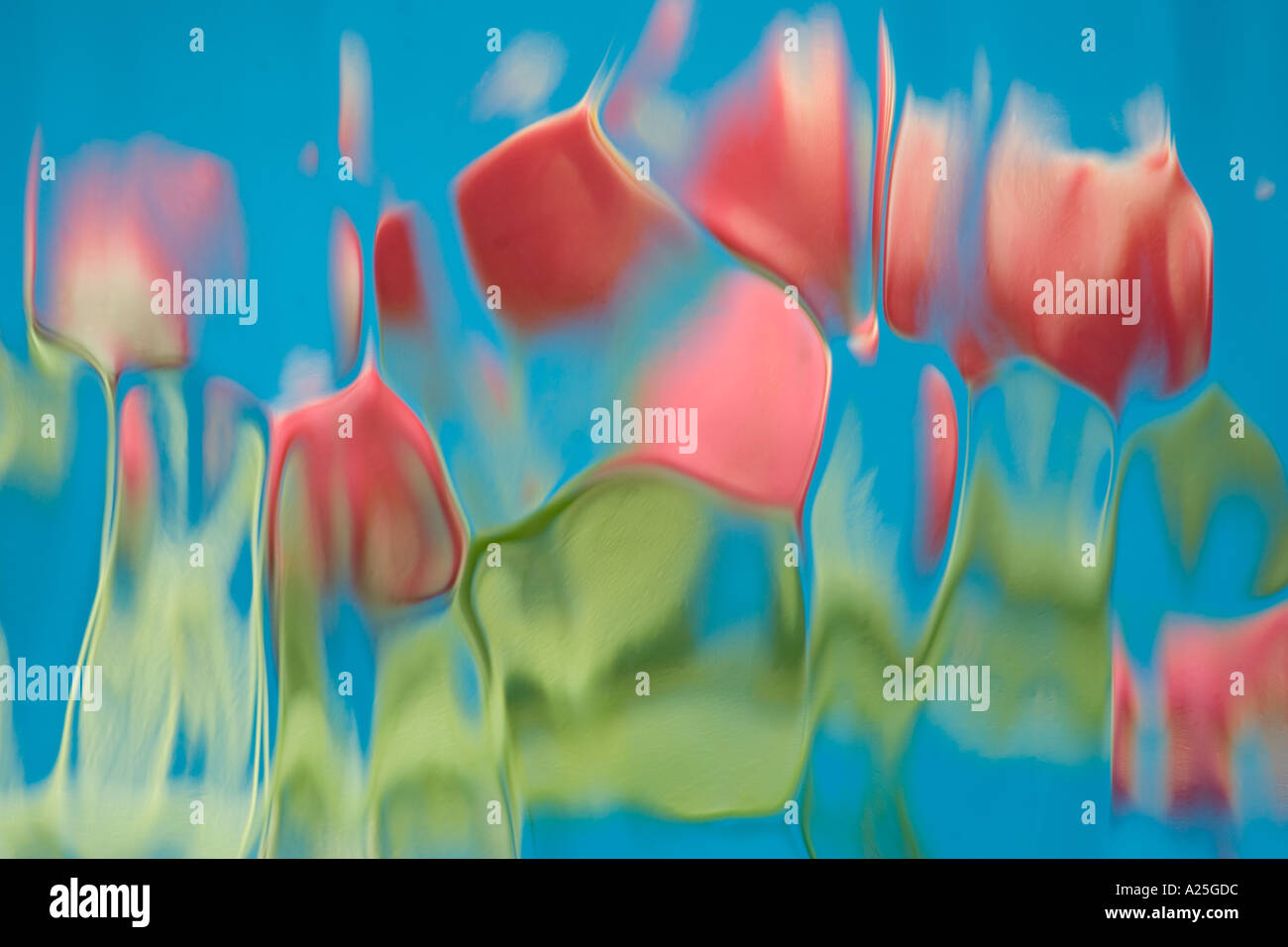 Spring Tulip Arrangement Abstract impression Stock Photo