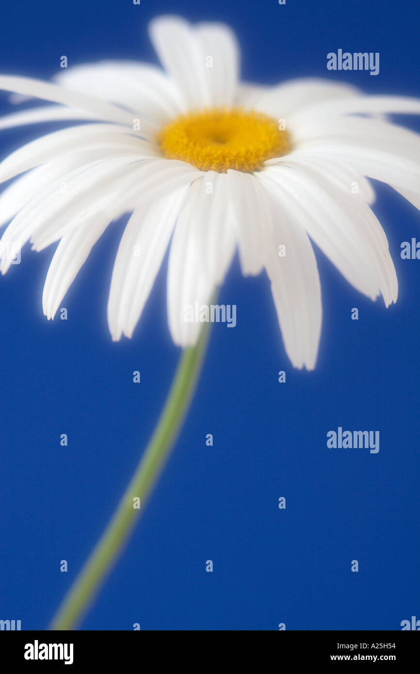 White daisy against blue background Stock Photo