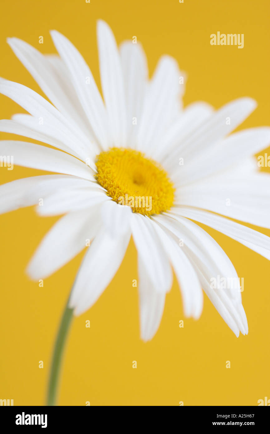 White daisy against yellow background Stock Photo