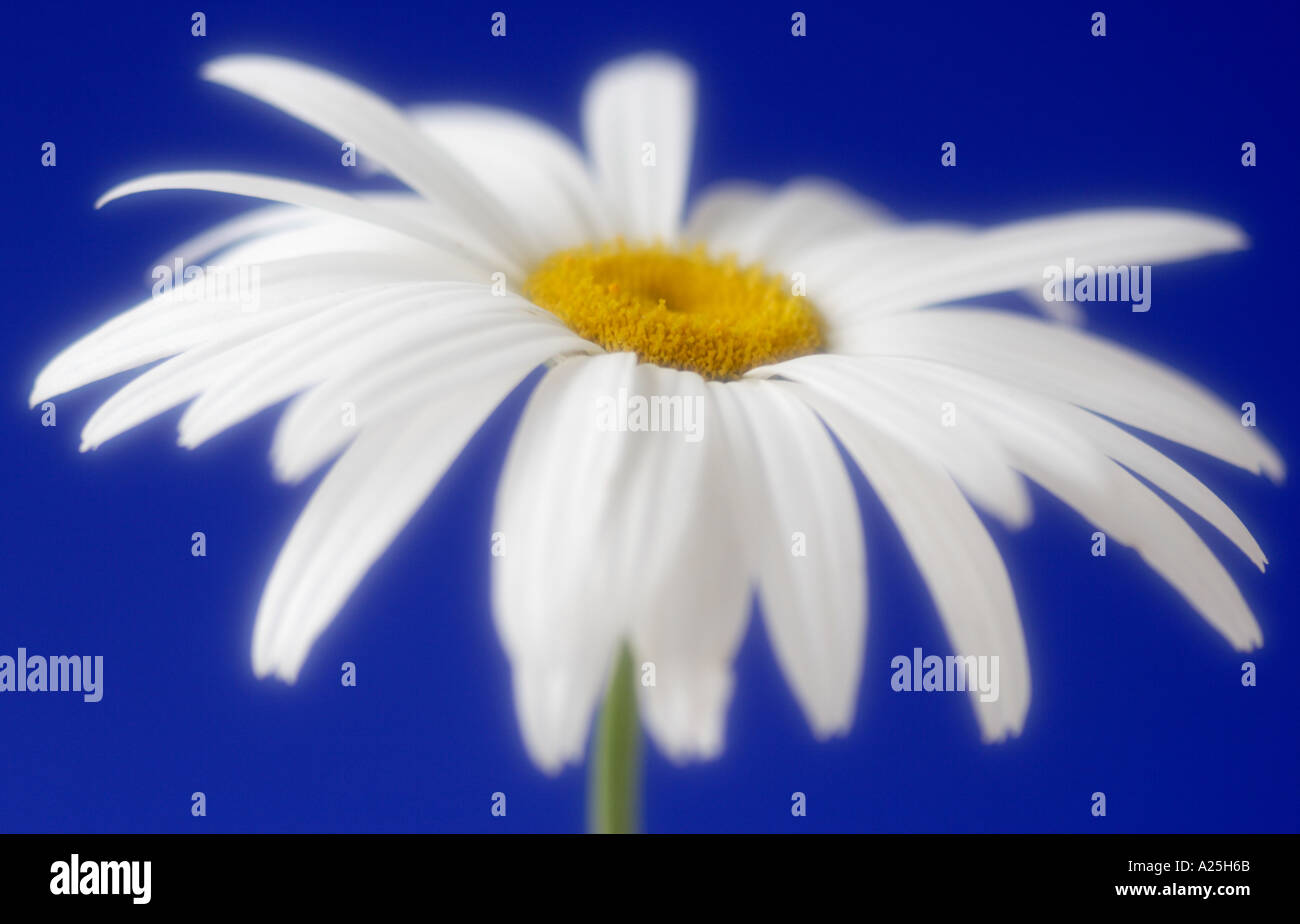 White daisy against blue background soft focus Stock Photo
