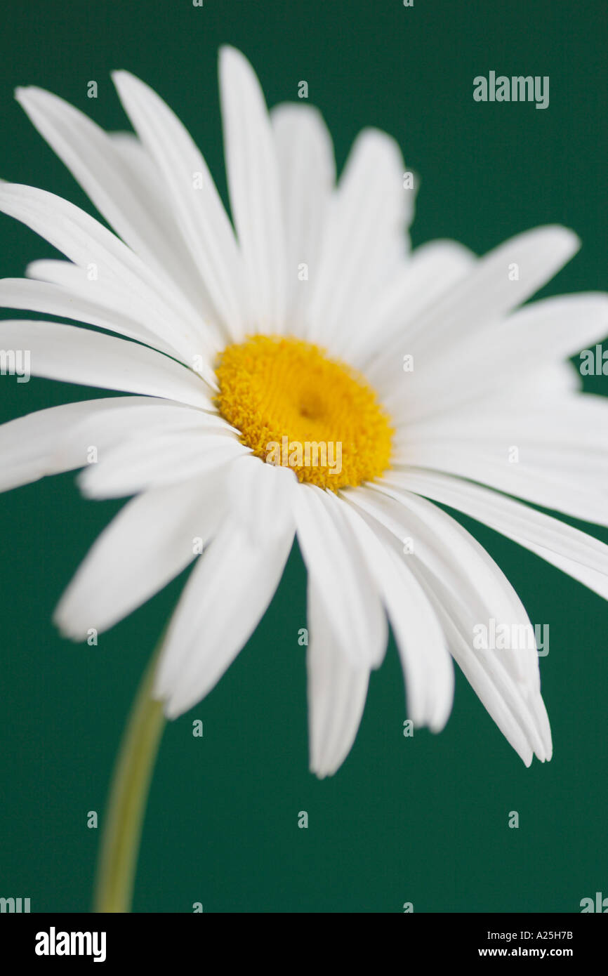 White daisy against dark green background Stock Photo