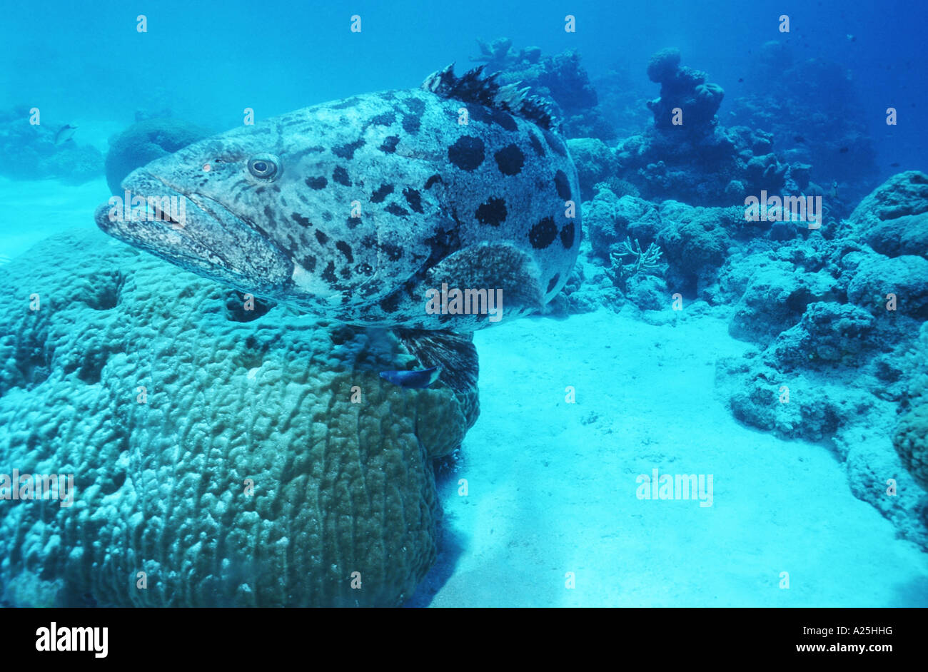 groupers (Epinephelus spec.), over the sea bottom, Australia Stock