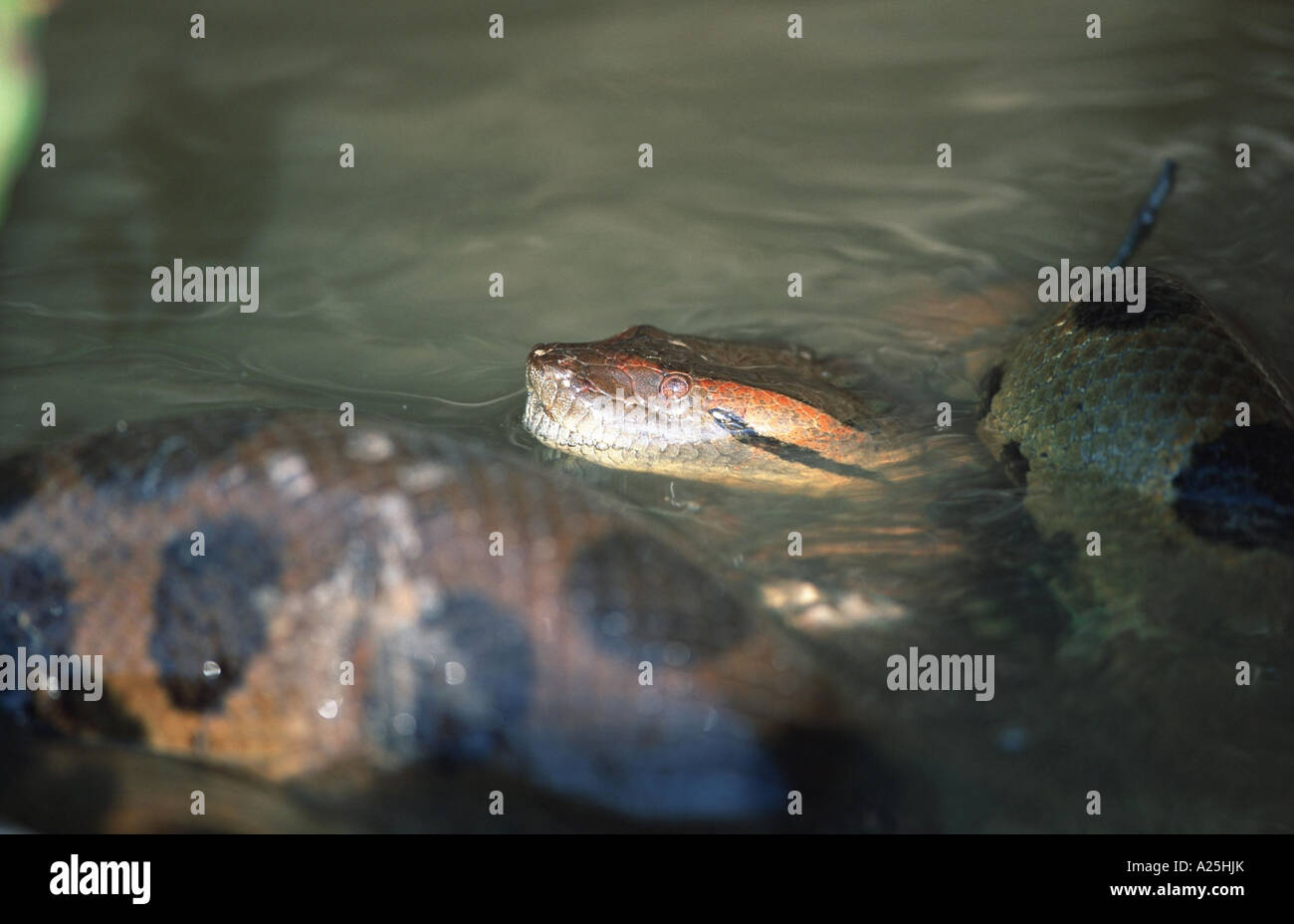 anaconda, water boa (Eunectes murinus), swimming in Water, world