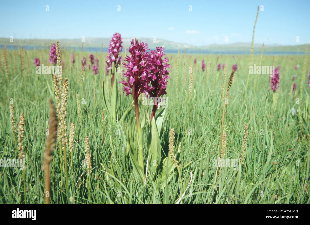 Perisan orchid (Dactylorhiza umbrosa), in marsh meadow, Turkey, East Anatolia, Vansee, Van Stock Photo