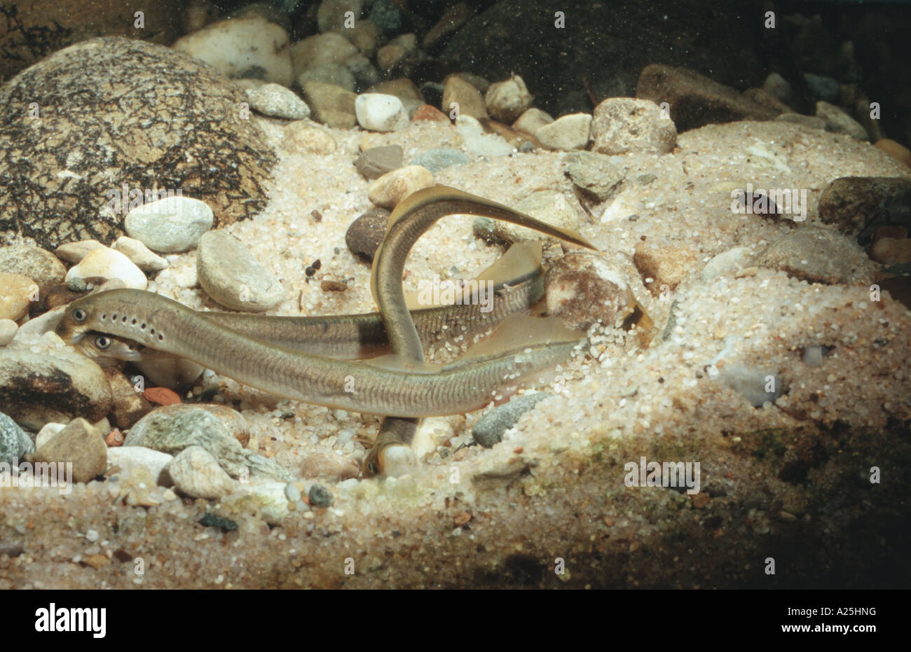 brook lamprey, European brook lamprey (Lampetra planeri), building a cavity for the spawn, Germany, Bavaria Stock Photo