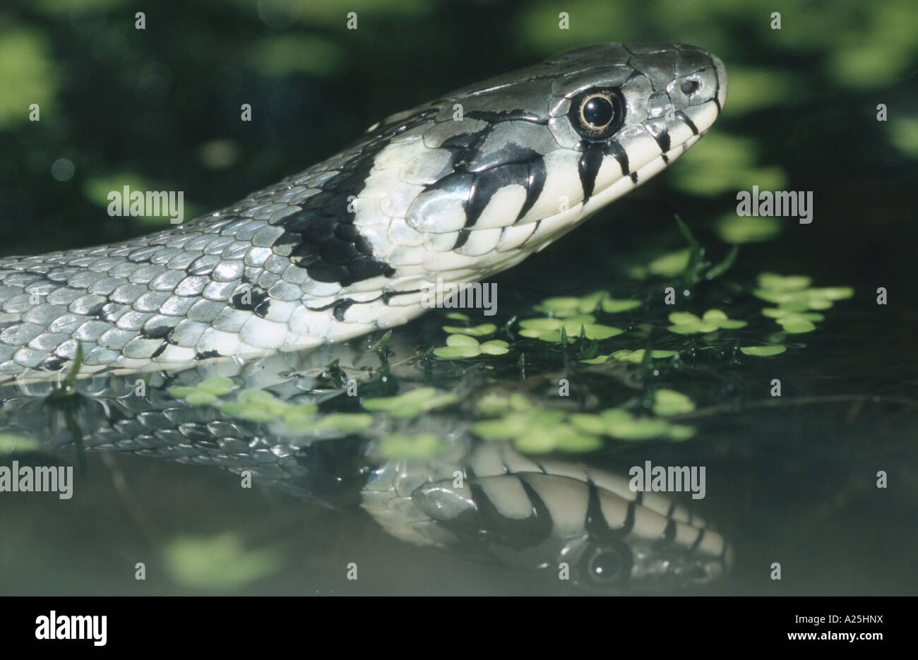 grass snake (Natrix natrix), swimming between duckweed, Germany, Bavaria Stock Photo