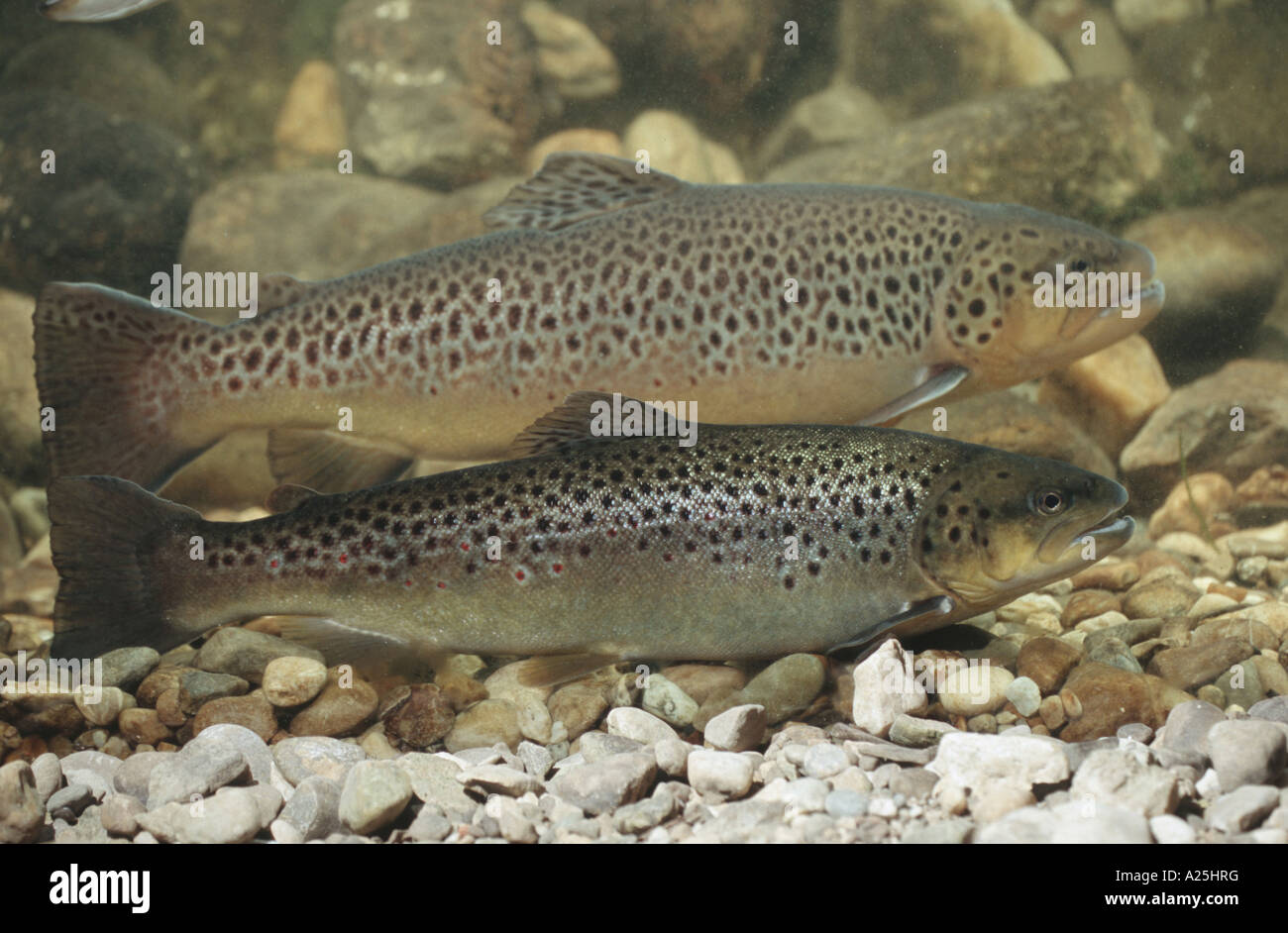 lake trout (Salmo trutta lacustris), male and female, Germany, Bavaria, Walchensee Stock Photo