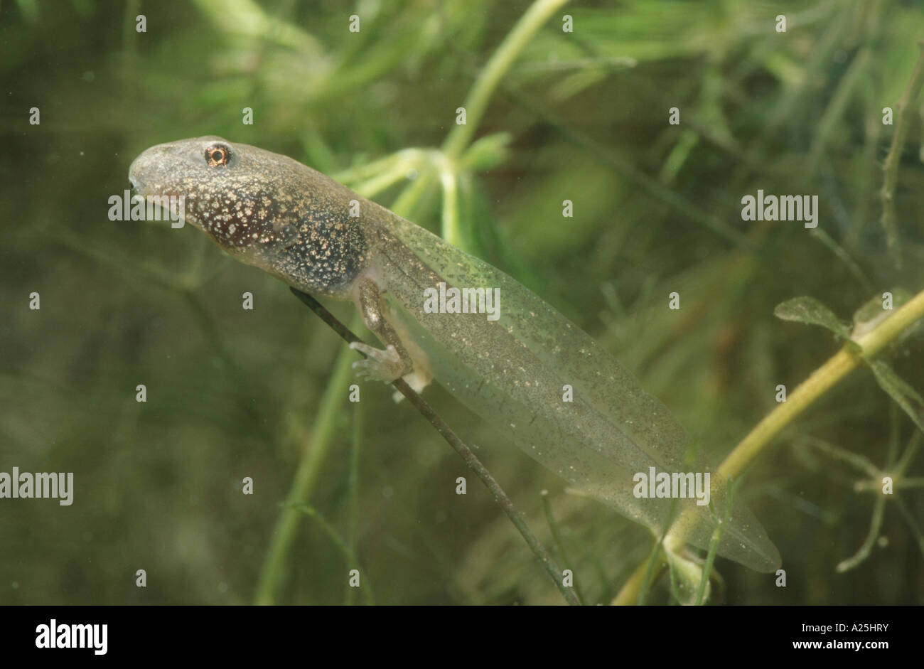 common frog, grass frog (Rana temporaria), larva with  two legs between Hornwort, Germany, Bavaria, Isental Stock Photo