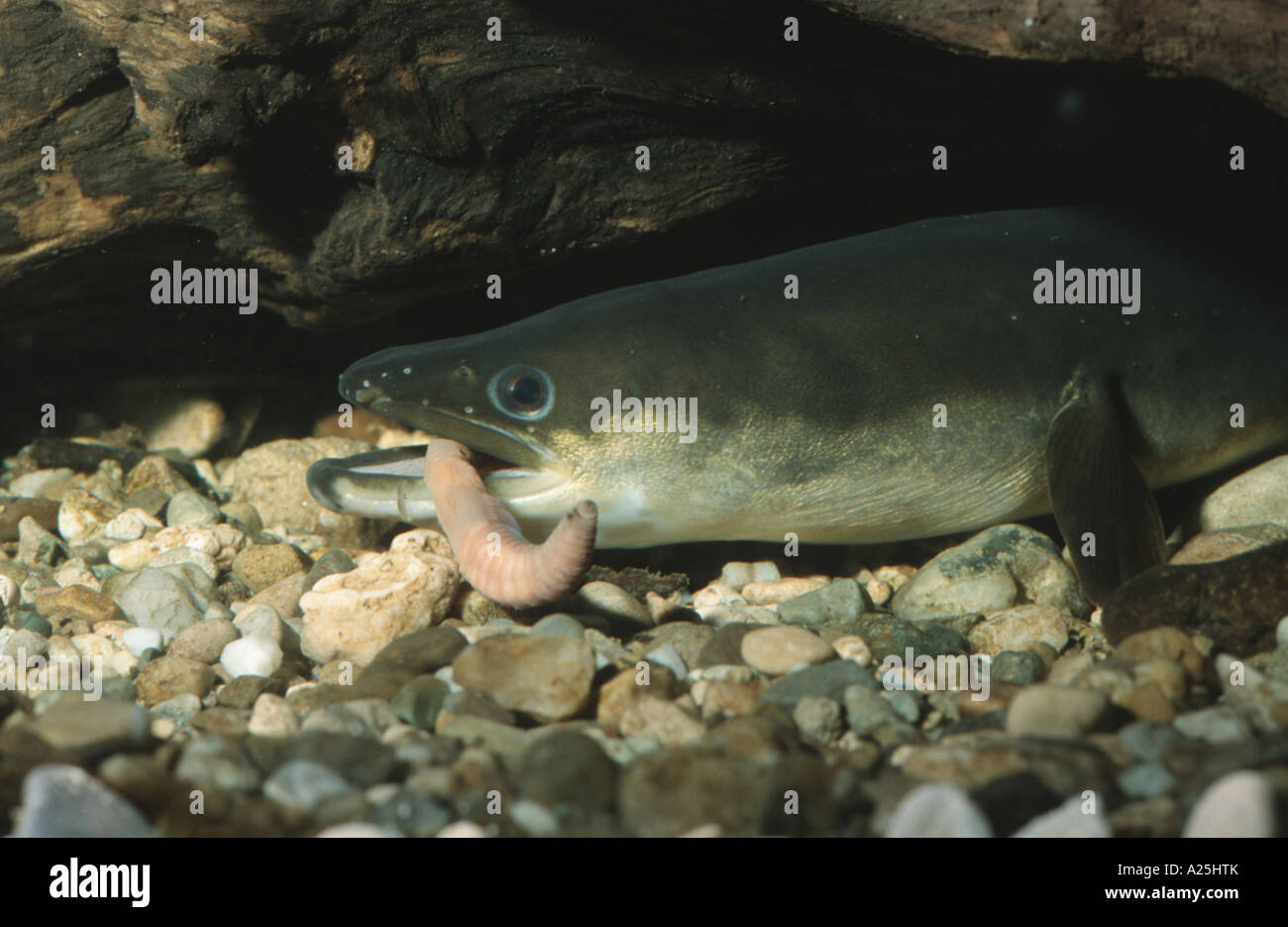 eel, European eel, river eel (Anguilla anguilla), feeding on a worm, Germany, Bavaria, Isental Stock Photo