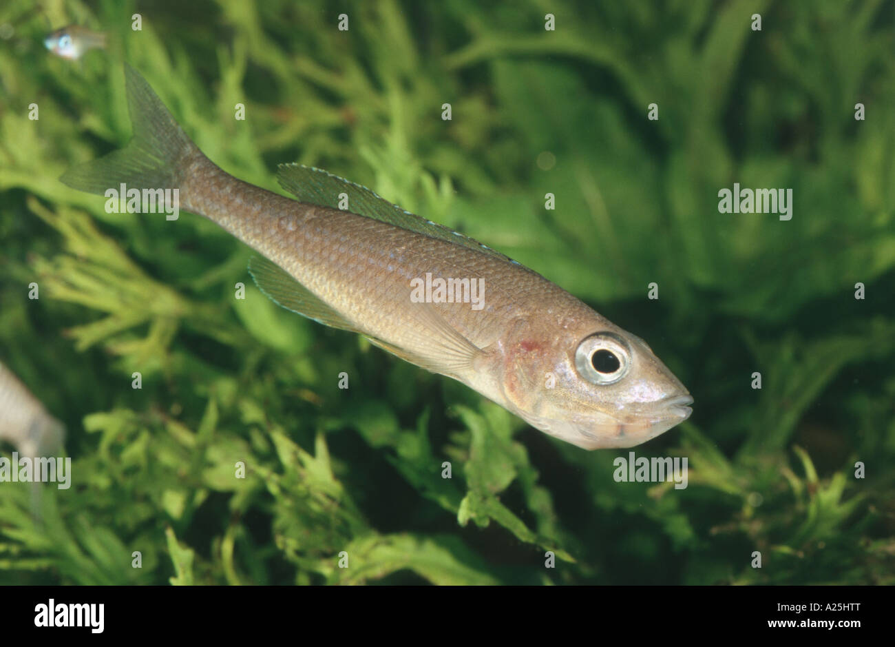 cichlid (Cyprichromis leptosoma), mouthbrooding female Stock Photo